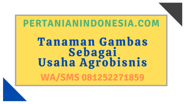 Tanaman Gambas Sebagai Usaha Agrobisnis